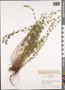 Galium ruthenicum Willd., Eastern Europe, Lower Volga region (E9) (Russia)