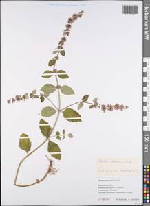 Mentha × dalmatica Tausch, Eastern Europe, Central forest region (E5) (Russia)