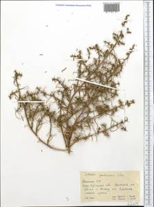 Salsola paulsenii Litv., Middle Asia, Syr-Darian deserts & Kyzylkum (M7) (Kazakhstan)