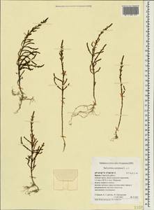 Salicornia europaea L., Crimea (KRYM) (Russia)