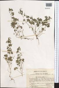 Geranium pusillum L., Middle Asia, Western Tian Shan & Karatau (M3) (Uzbekistan)