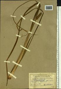 Acorus calamus L., Siberia, Central Siberia (S3) (Russia)