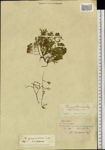 Thymus quinquecostatus Čelak., Siberia, Russian Far East (S6) (Russia)