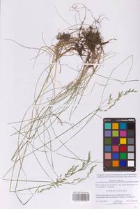 Festuca rubra L., Eastern Europe, Moscow region (E4a) (Russia)
