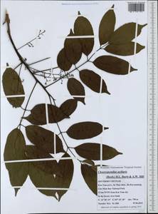 Choerospondias axillaris (Roxb.) B.L. Burtt & A.W. Hill, South Asia, South Asia (Asia outside ex-Soviet states and Mongolia) (ASIA) (Vietnam)
