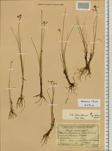 Allium tenuissimum L., Siberia, Baikal & Transbaikal region (S4) (Russia)