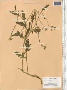 Eruca vesicaria subsp. sativa (Mill.) Thell., Eastern Europe, Central region (E4) (Russia)