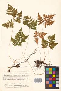 Gymnocarpium dryopteris (L.) Newman, Siberia, Russian Far East (S6) (Russia)