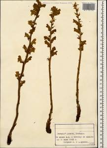 Orobanche, Caucasus, Stavropol Krai, Karachay-Cherkessia & Kabardino-Balkaria (K1b) (Russia)