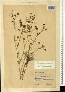Ranunculus arvensis L., Caucasus, Krasnodar Krai & Adygea (K1a) (Russia)