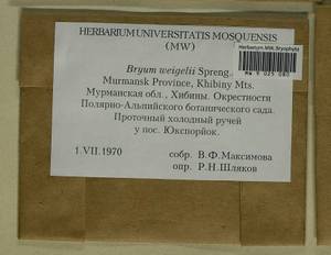 Ptychostomum weigelii (Biehler) J.R. Spence, Bryophytes, Bryophytes - Karelia, Leningrad & Murmansk Oblasts (B4) (Russia)