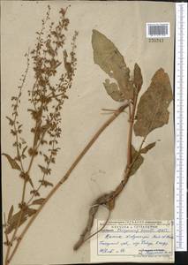 Rumex chalepensis Mill., Middle Asia, Pamir & Pamiro-Alai (M2) (Uzbekistan)