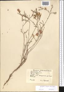 Atraphaxis decipiens Jaub. & Spach, Middle Asia, Caspian Ustyurt & Northern Aralia (M8) (Kazakhstan)