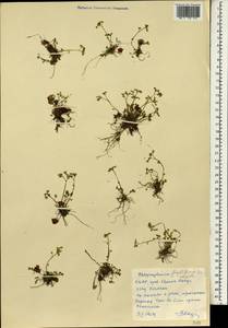 Chrysosplenium flagelliferum F. Schmidt, South Asia, South Asia (Asia outside ex-Soviet states and Mongolia) (ASIA) (North Korea)