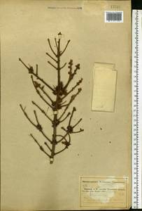 Picea abies (L.) H.Karst., Eastern Europe, Middle Volga region (E8) (Russia)