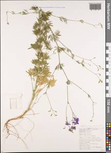 Delphinium consolida subsp. paniculatum (Host) N. Busch, Caucasus, Krasnodar Krai & Adygea (K1a) (Russia)