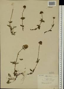 Valeriana capitata Link, Eastern Europe, Northern region (E1) (Russia)