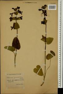 Betonica macrantha K.Koch, Caucasus, Stavropol Krai, Karachay-Cherkessia & Kabardino-Balkaria (K1b) (Russia)