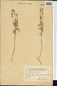 Adonis vernalis L., Middle Asia, Western Tian Shan & Karatau (M3) (Kazakhstan)