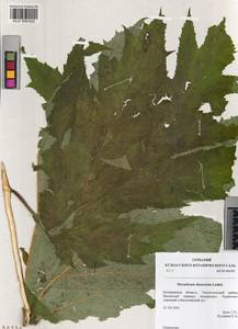 Heracleum dissectum Ledeb., Siberia, Altai & Sayany Mountains (S2) (Russia)