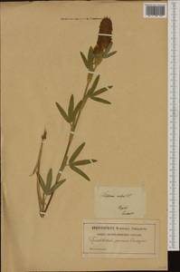Trifolium rubens L., Western Europe (EUR) (Poland)