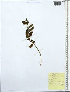 Stachys palustris L., Eastern Europe, Central forest region (E5) (Russia)