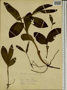 Galearis camtschatica (Cham.) X.H.Jin, Schuit. & W.T.Jin, Siberia, Russian Far East (S6) (Russia)