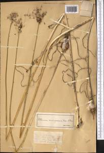 Allium caeruleum Pall., Middle Asia, Dzungarian Alatau & Tarbagatai (M5) (Kazakhstan)