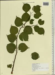 Prunus armeniaca L., Eastern Europe, North-Western region (E2) (Russia)