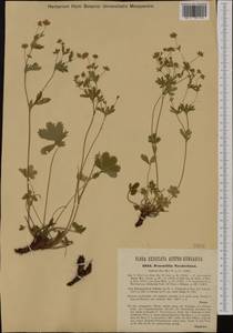 Potentilla thuringiaca Bernh. ex Link, Western Europe (EUR) (Czech Republic)