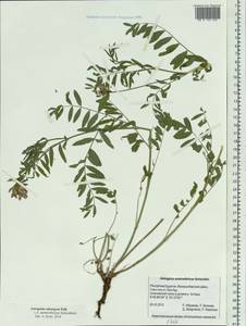 Astragalus laxmannii subsp. laxmannii, Siberia, Baikal & Transbaikal region (S4) (Russia)