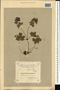 Geranium platypetalum Fisch. & C.A. Mey., Caucasus, Azerbaijan (K6) (Azerbaijan)