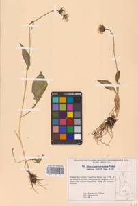 Crepis coreana (Nakai) Sennikov, Siberia, Russian Far East (S6) (Russia)