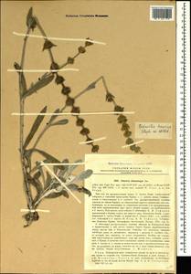 Sideritis taurica Steph. ex Willd., Crimea (KRYM) (Russia)