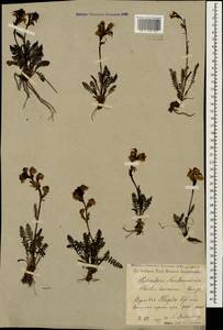 Pedicularis nordmanniana Bunge, Caucasus, Stavropol Krai, Karachay-Cherkessia & Kabardino-Balkaria (K1b) (Russia)