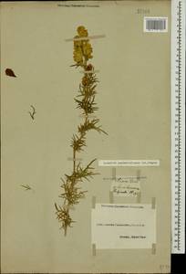 Aconitum confertiflorum (DC.) Gáyer, Caucasus, Black Sea Shore (from Novorossiysk to Adler) (K3) (Russia)