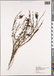 Cytisus scoparius (L.)Link, Western Europe (EUR) (Spain)