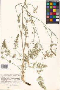 Carum carvi L., Eastern Europe, Moscow region (E4a) (Russia)