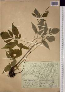 Spuriopimpinella calycina (Maxim.) Kitag., Siberia, Russian Far East (S6) (Russia)