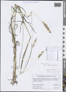 Holcus lanatus L., Eastern Europe, Central forest region (E5) (Russia)