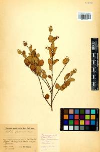 Betula fruticosa Pall., Siberia, Baikal & Transbaikal region (S4) (Russia)