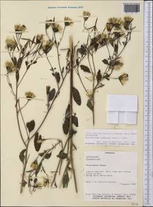 Porophyllum ruderale, America (AMER) (Paraguay)