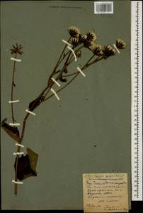 Crepis sibirica L., Caucasus, North Ossetia, Ingushetia & Chechnya (K1c) (Russia)