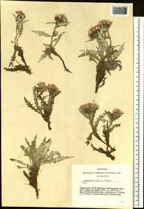 Saussurea pricei N. D. Simpson, Siberia, Altai & Sayany Mountains (S2) (Russia)