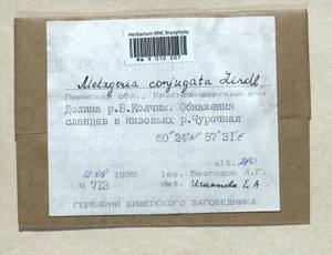 Metzgeria conjugata Lindb., Bryophytes, Bryophytes - Permsky Krai, Udmurt Republic, Sverdlovsk & Kirov Oblasts (B8) (Russia)