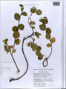 Salix hastata × herbacea, Eastern Europe, Northern region (E1) (Russia)