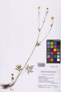 Ranunculus polyanthemos L., Eastern Europe, Central forest-and-steppe region (E6) (Russia)