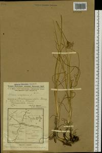 Allium angulosum L., Siberia, Western Siberia (S1) (Russia)