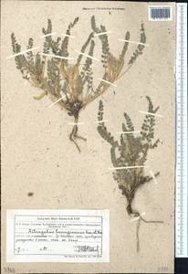 Astragalus lanuginosus Kar. & Kir., Middle Asia, Northern & Central Tian Shan (M4) (Kazakhstan)