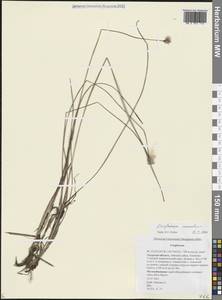 Eriophorum chamissonis C.A.Mey., Siberia, Russian Far East (S6) (Russia)